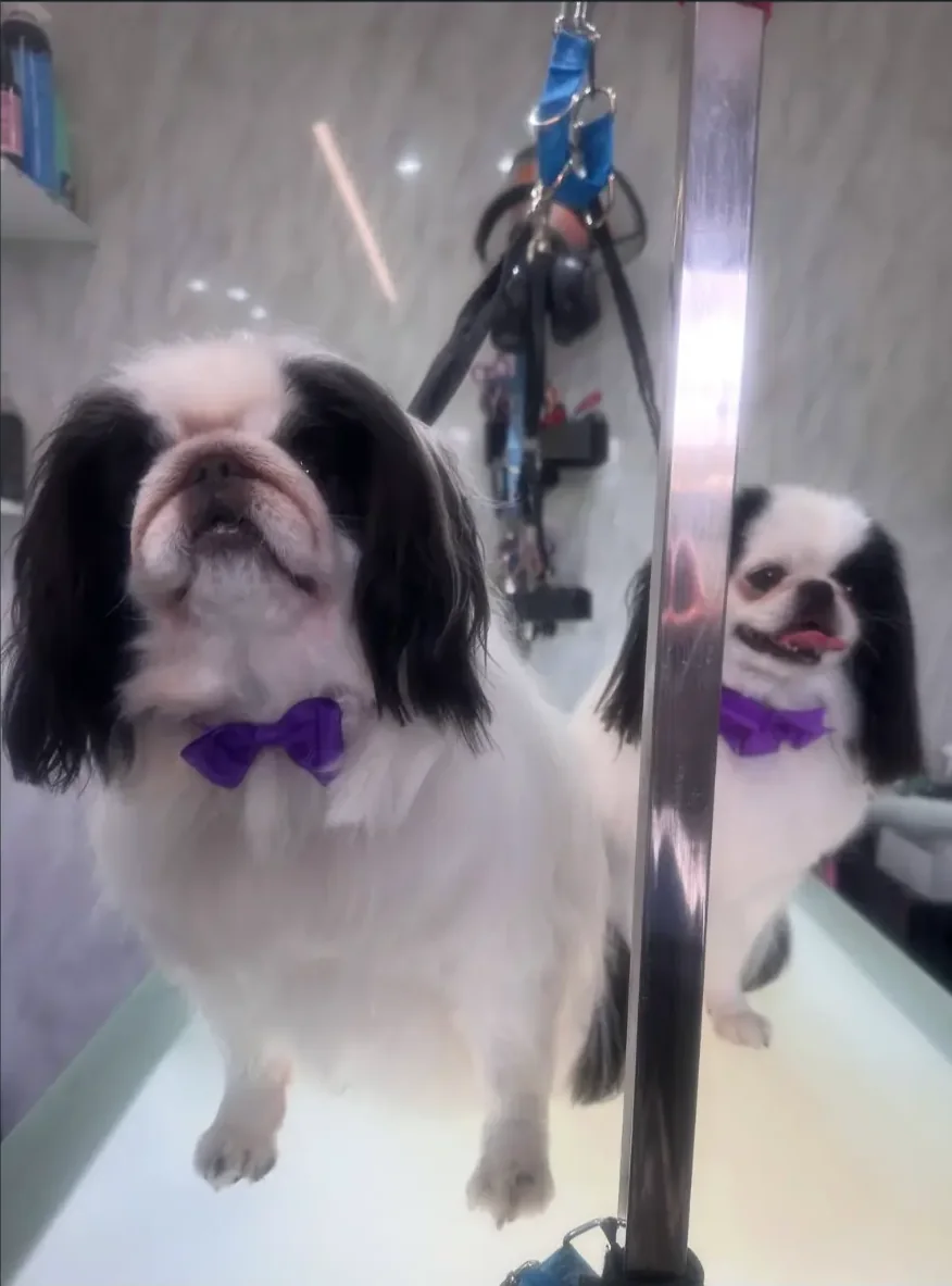 A freshly groomed black and white dog reflected in a salon mirror