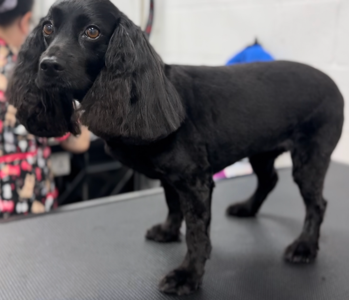 A freshly groomed black dog standing on a grooming table