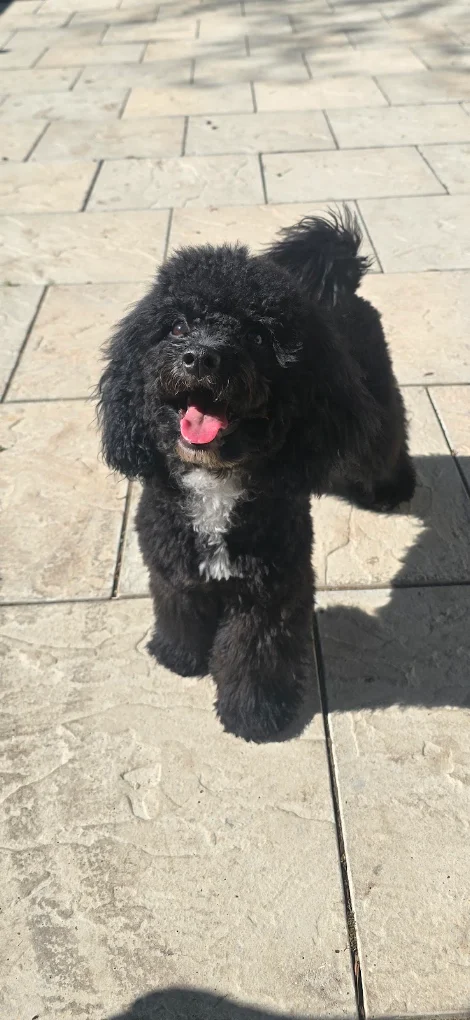 A happy black dog standing outdoors in the sunshine