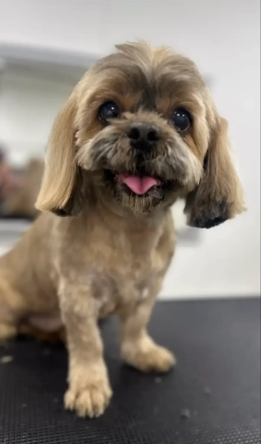 A freshly groomed small brown dog in the salon