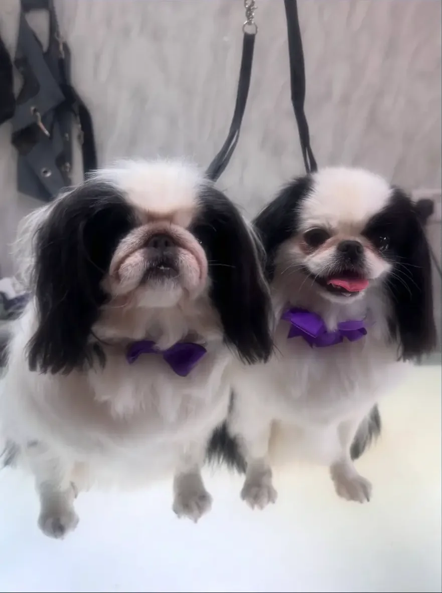 Two freshly groomed black and white dogs wearing purple bows