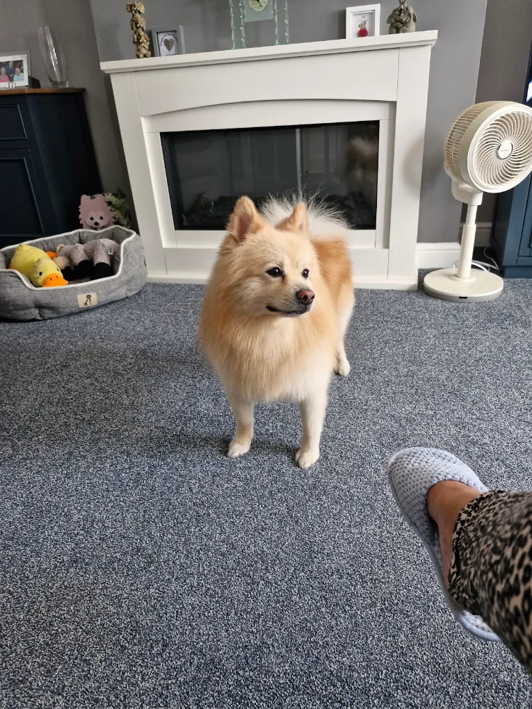 A small cream-coloured dog standing indoors