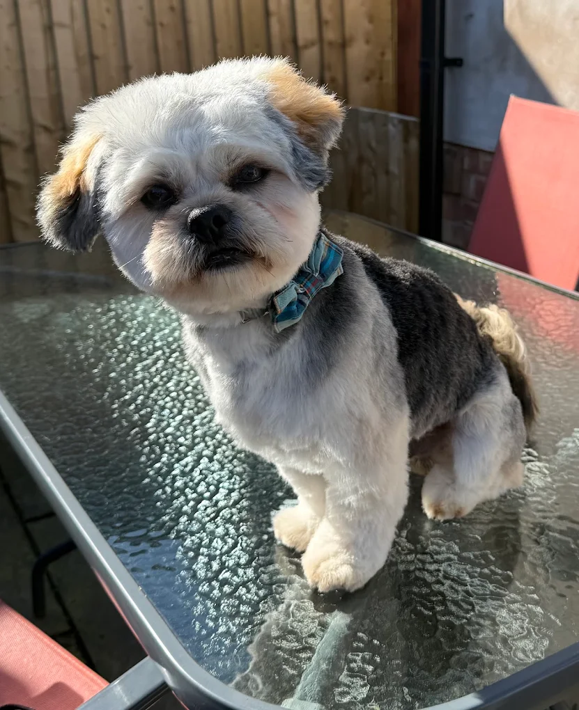A freshly groomed grey and white dog wearing a blue bow tie