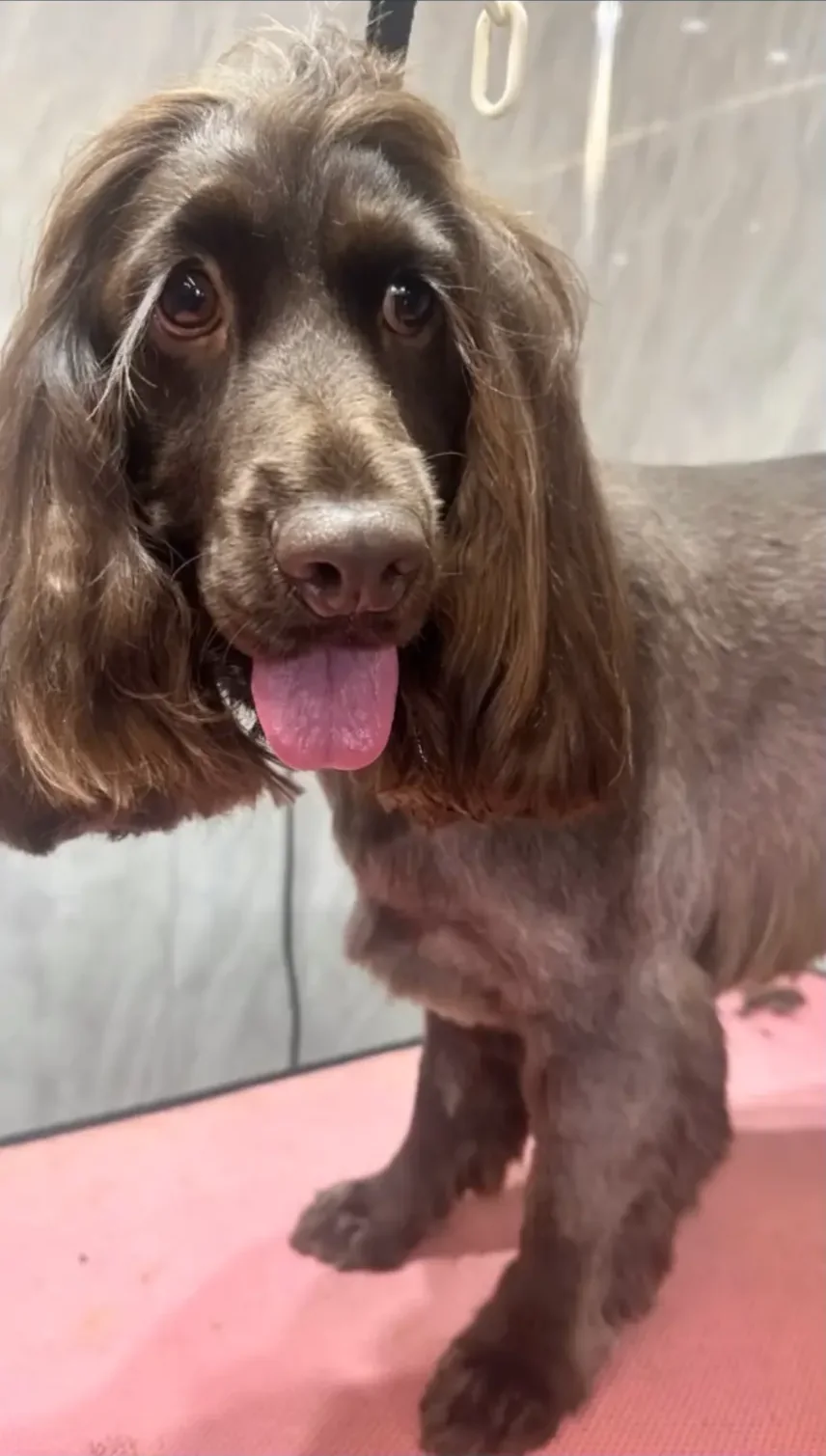 A freshly groomed chocolate brown dog with long ears