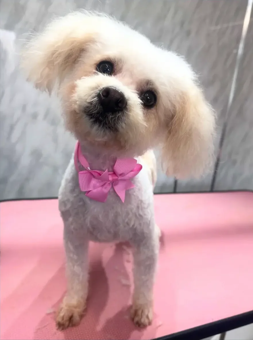 A freshly groomed white dog wearing a pink bow