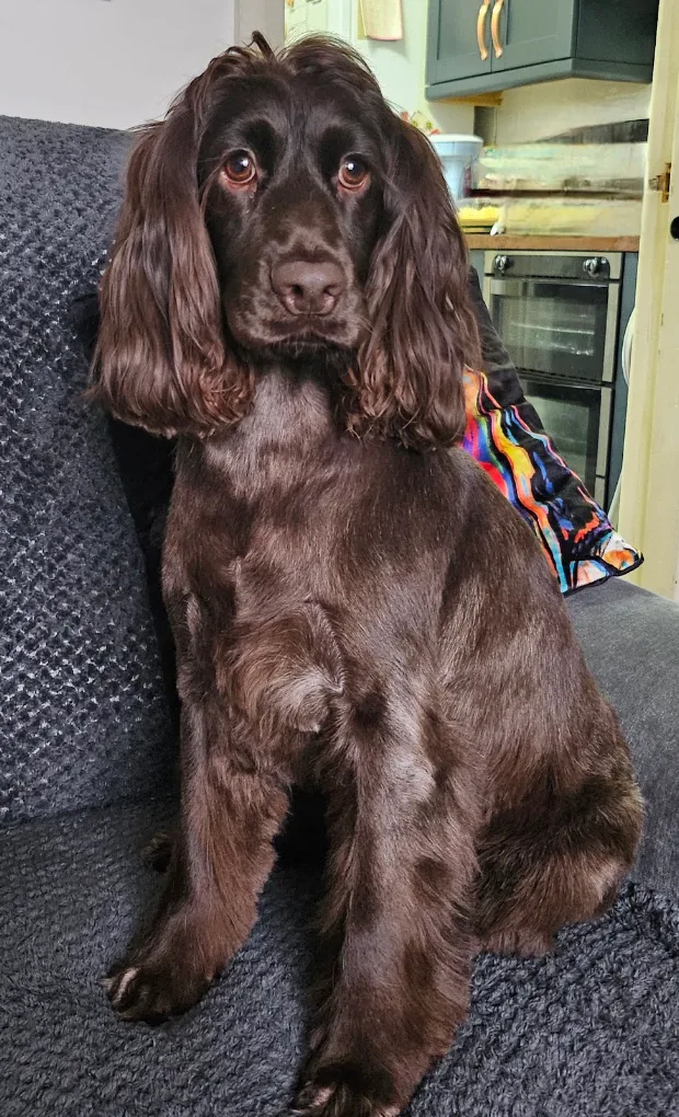 A brown dog with a smooth body trim and long ears
