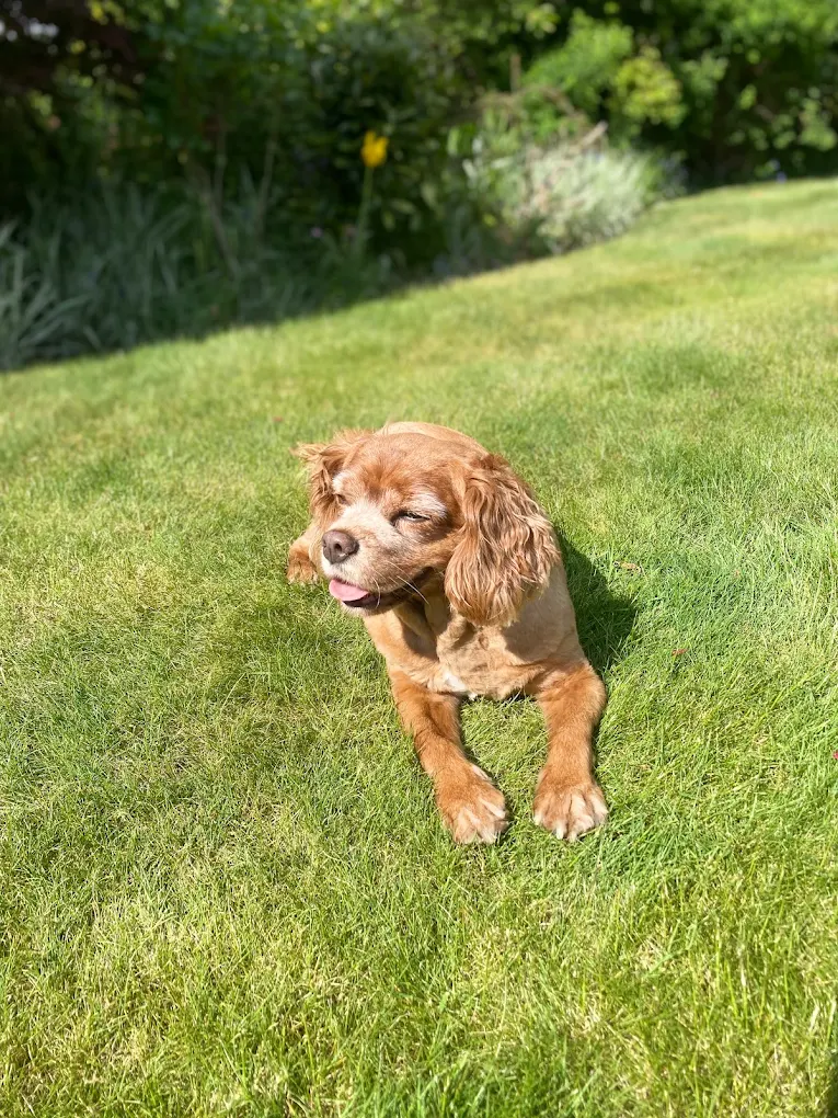 A freshly trimmed brown dog relaxing on the grass
