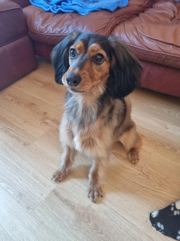 A small black and tan dog sitting indoors after a trim
