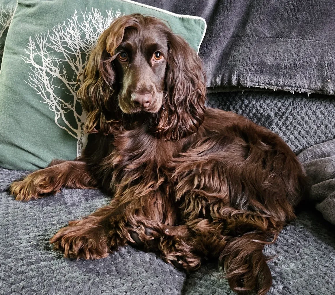 A brown long-haired dog relaxing on a sofa