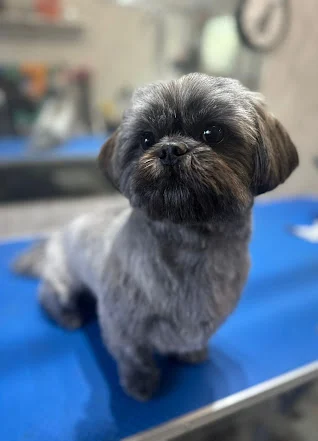 A freshly groomed small grey dog sitting on a blue grooming table