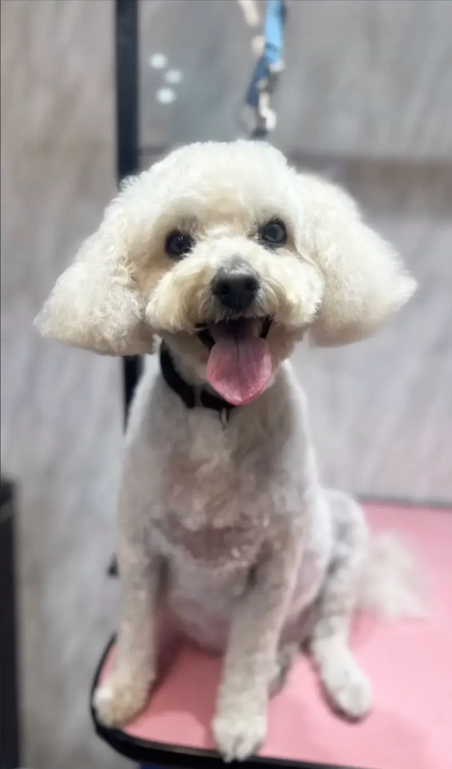 A smiling freshly groomed white dog in the salon